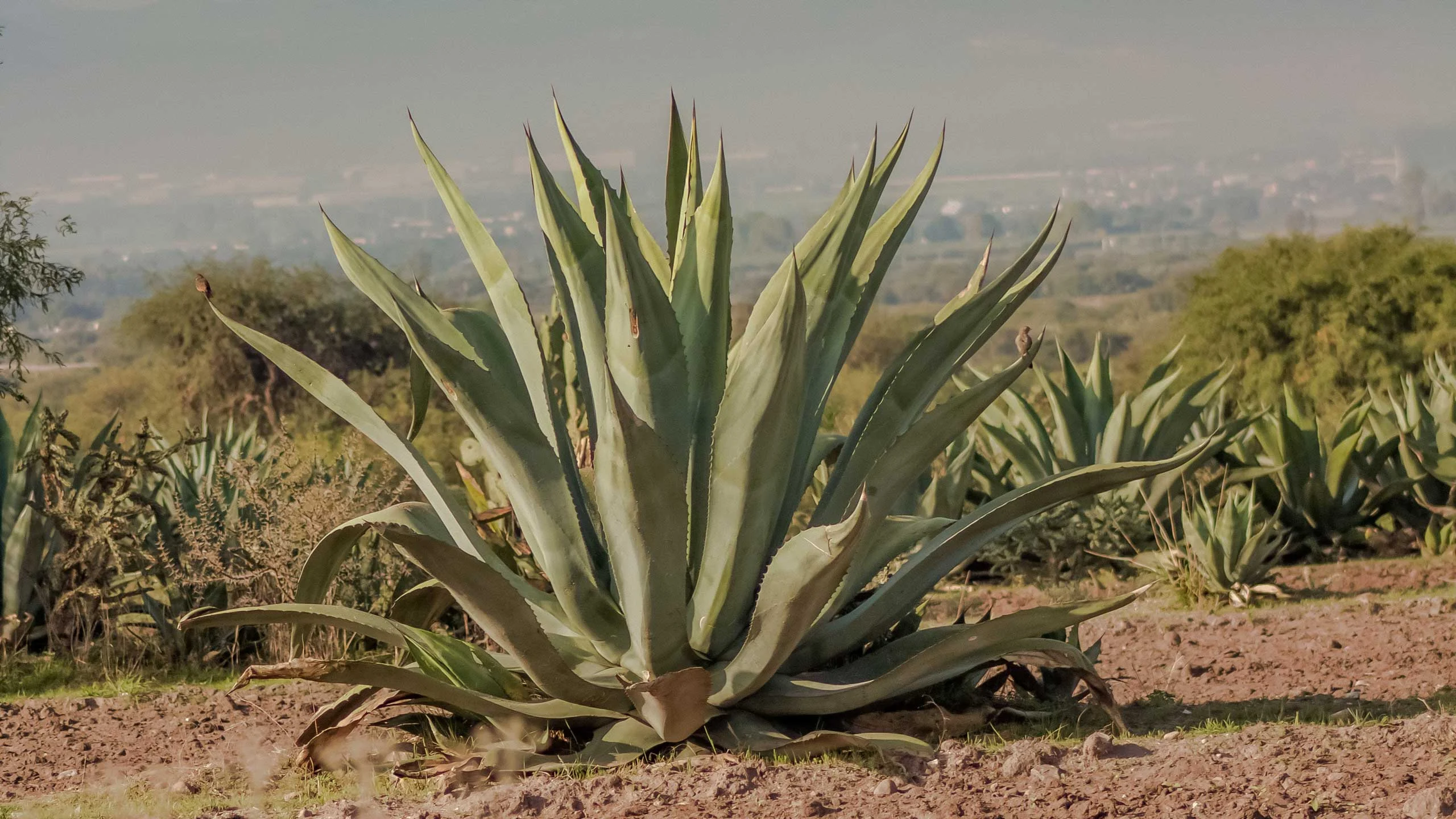 ¿Cuál es la diferencia entre pulque y curado?