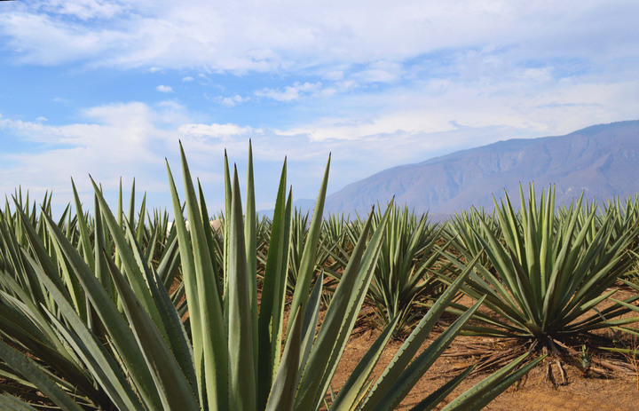 mezcal