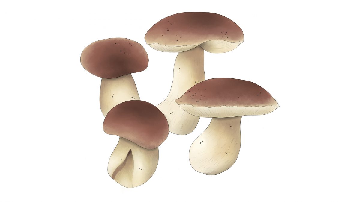 hongos comestibles porcini