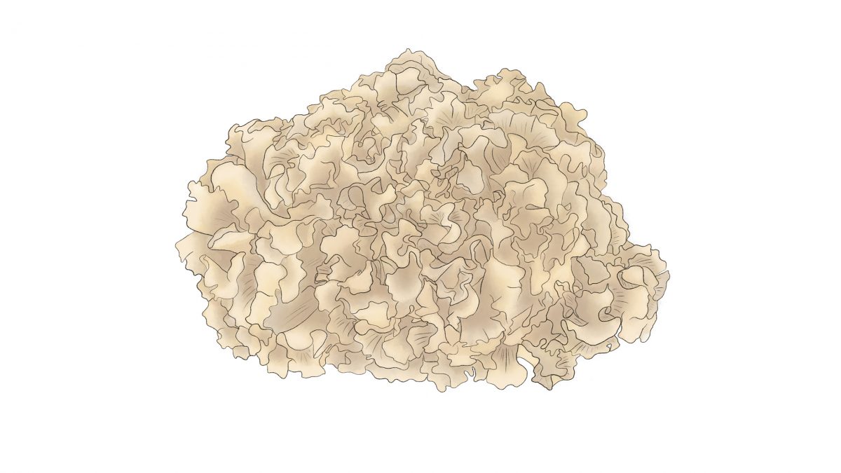 Hongos comestibles sparassis crispa coliflor