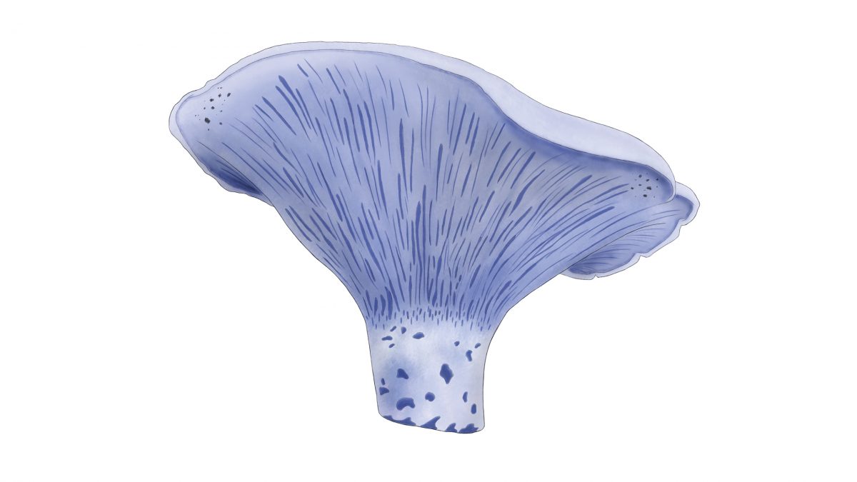 Hongos comestibles lactarius indigo