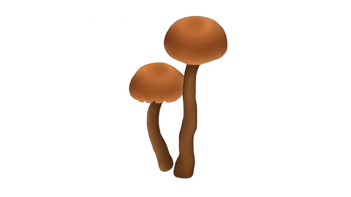 hongos comestibles clavito