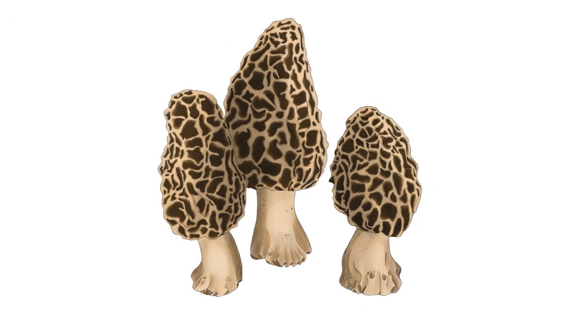 hongos comestibles morillas morchella esculenta
