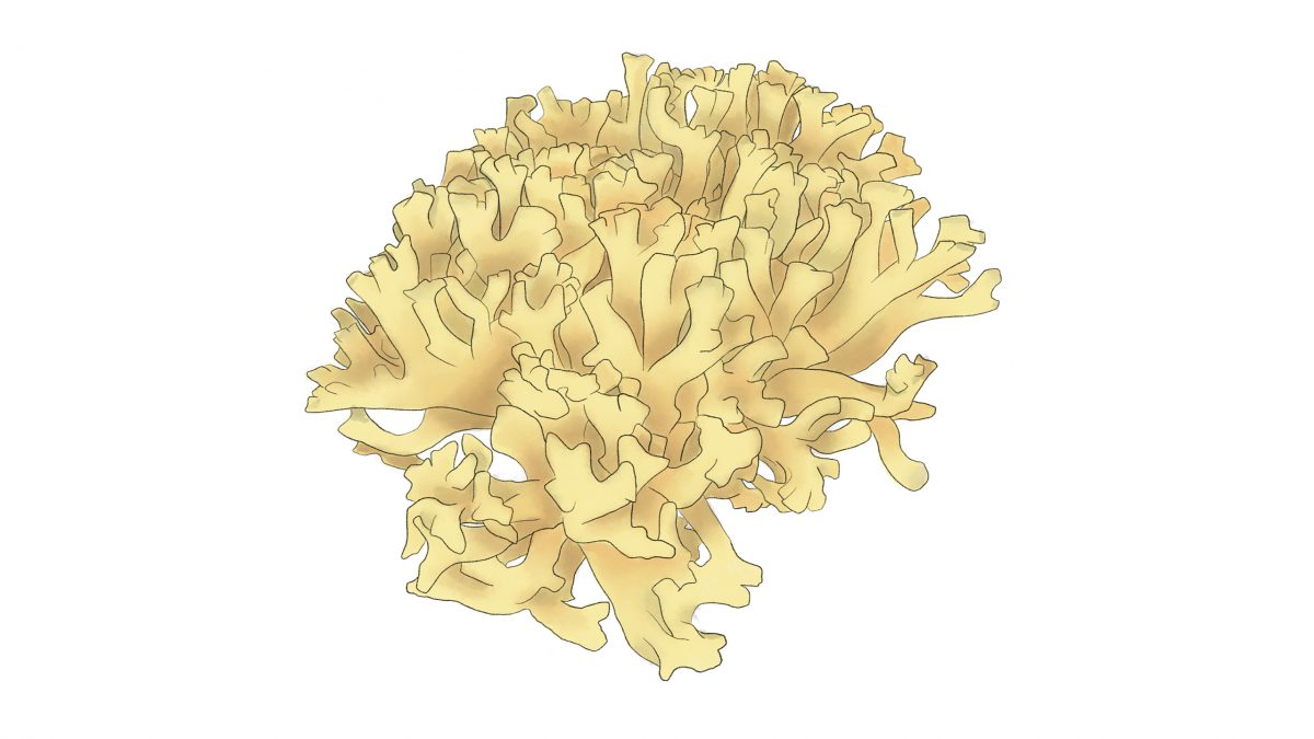 hongos comestibles escobita ramaria botrytis