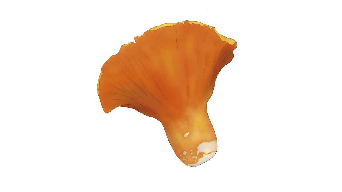 hongos comestibles oreja de puerco hypomyces lactifluorum