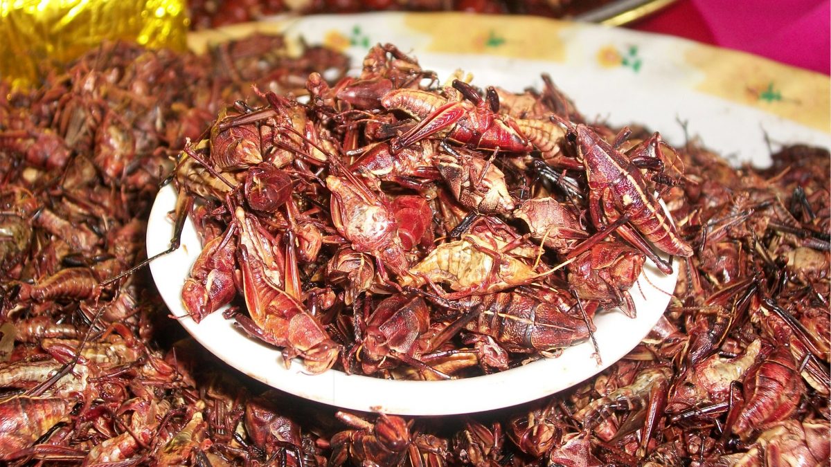 libro-larousse-chapulines