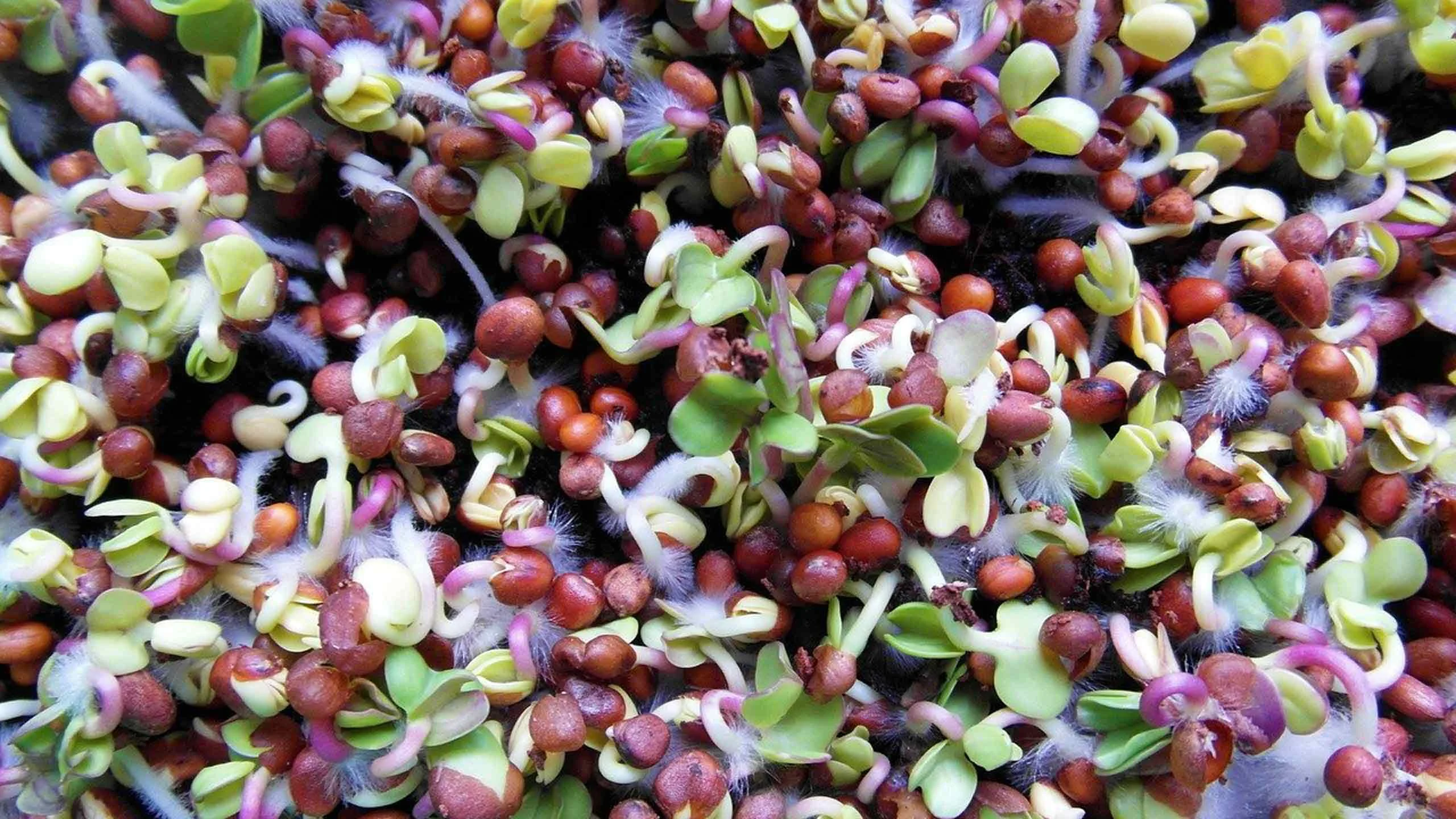 Beneficios de comer germinados