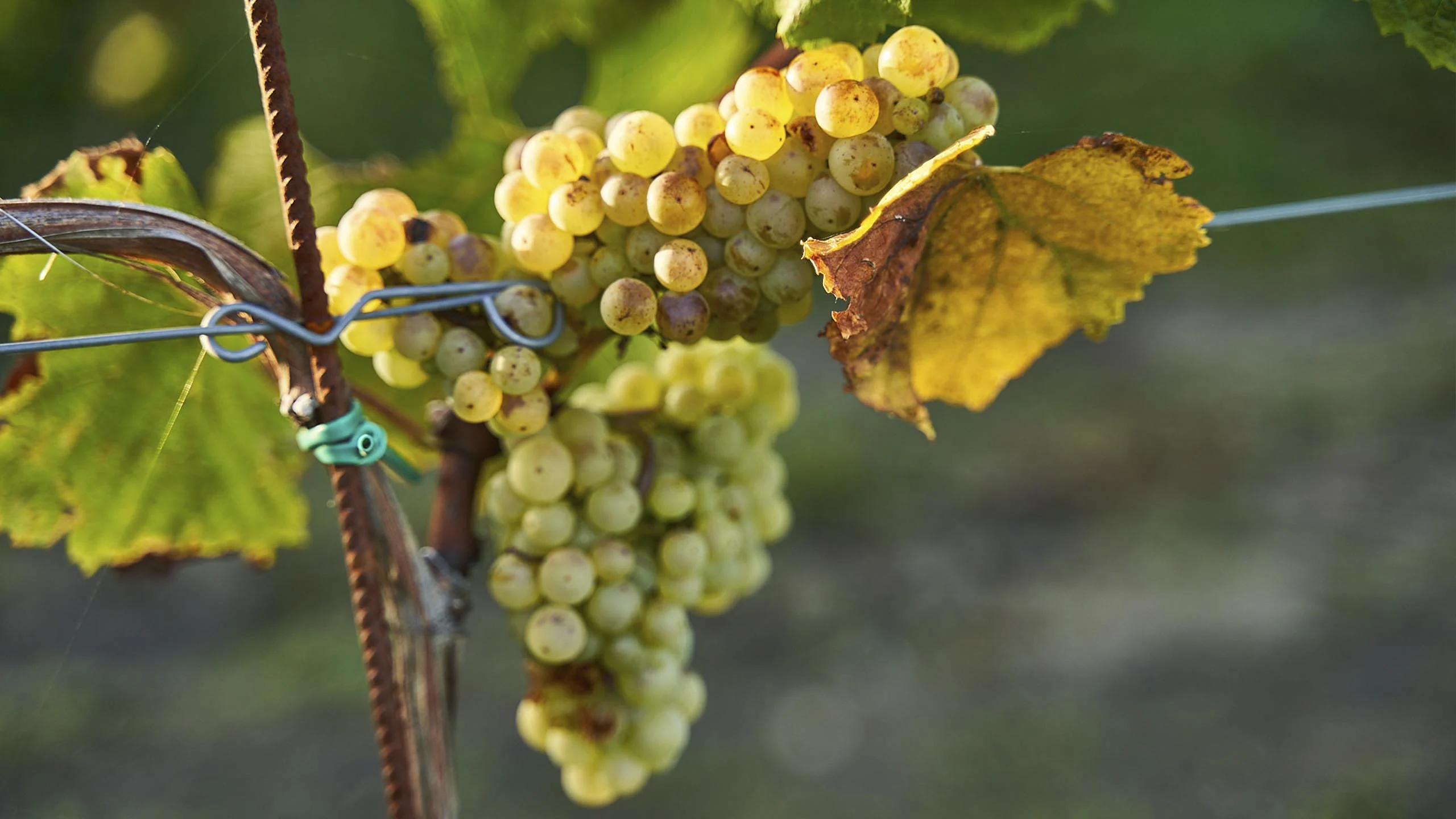 Crémant, el vino espumoso que tienes que conocer