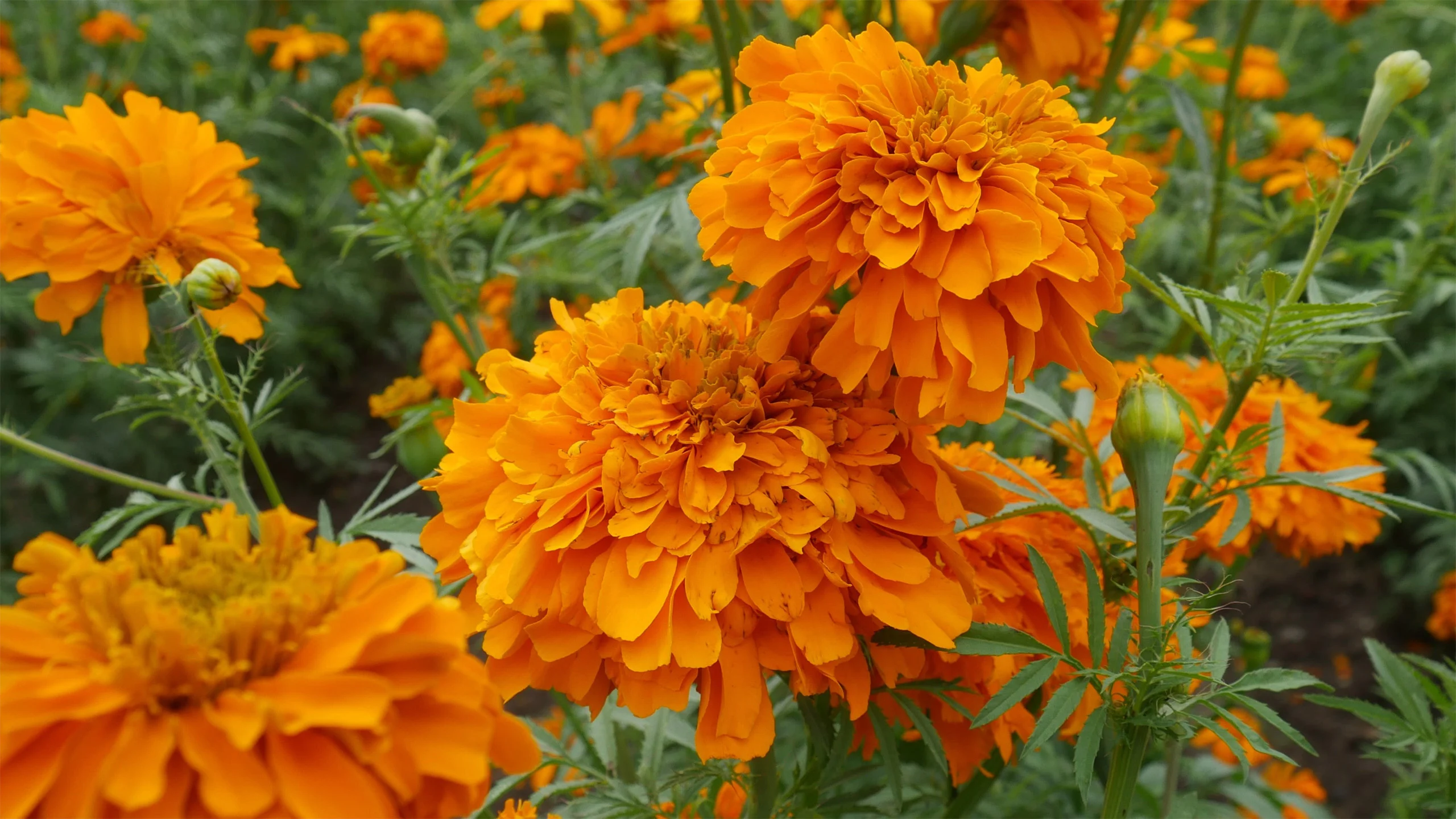 Beneficios y usos de la flor de cempasúchil
