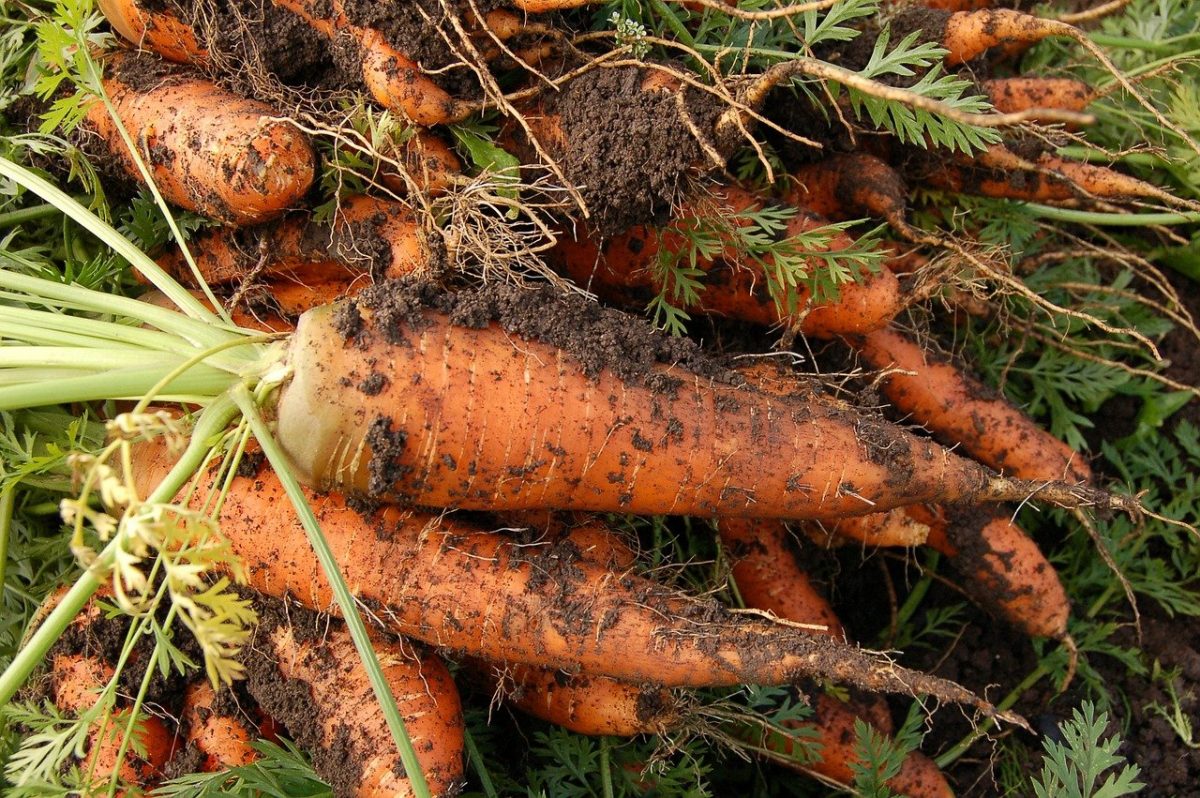 zanahorias de huertos urbanos