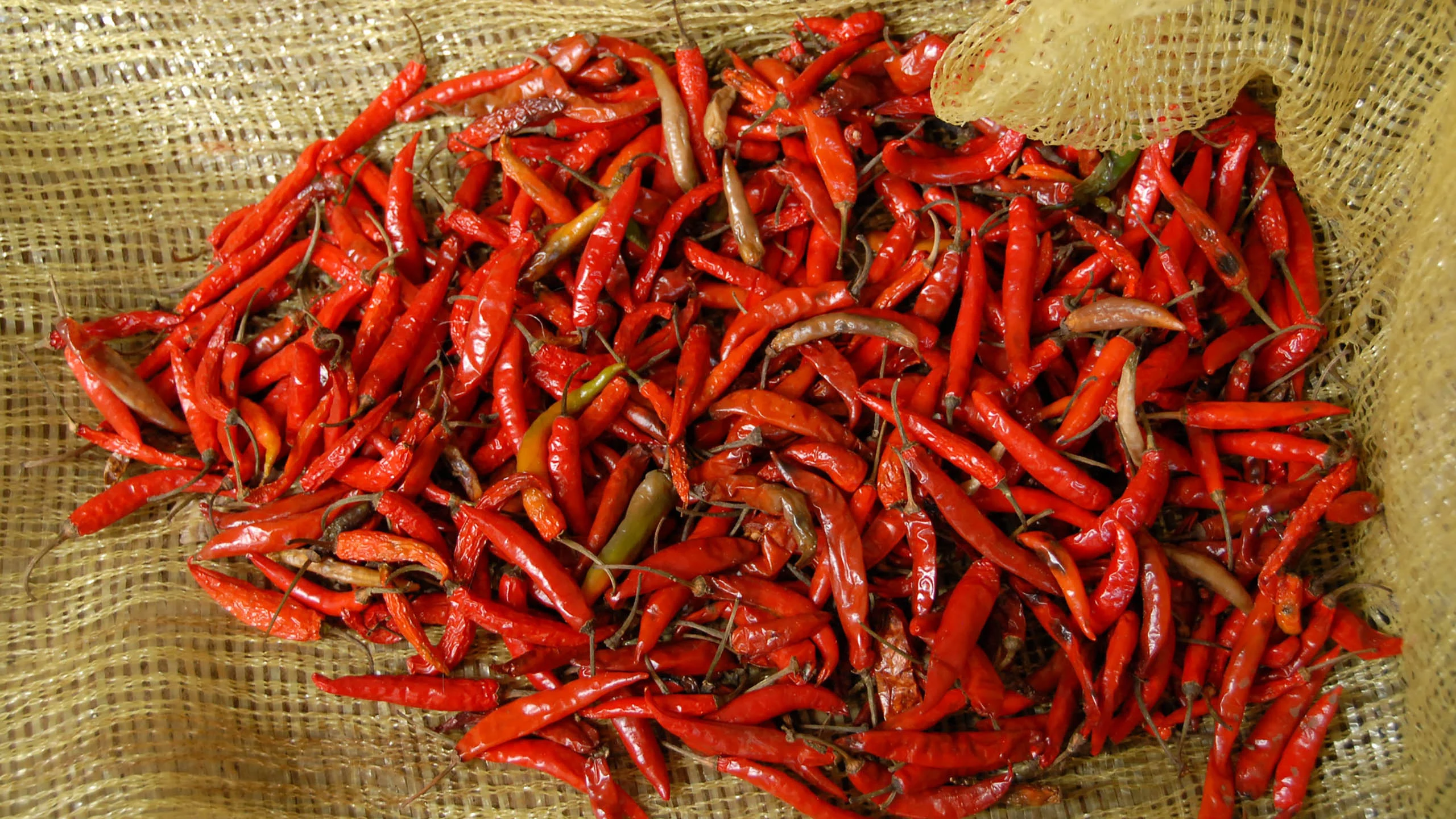 ¿Por qué unos chiles pican más que otros?
