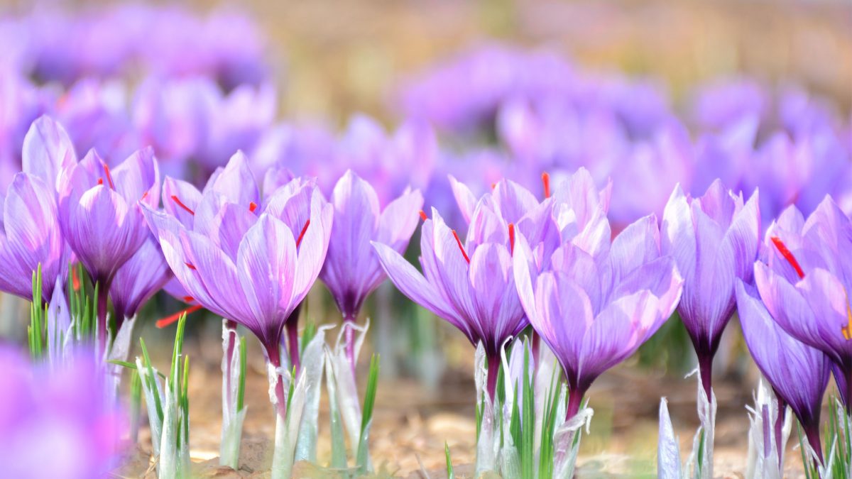 azafran-afganistan-saffron-especias-Karima-Sadiqi-Mohammad Amiri