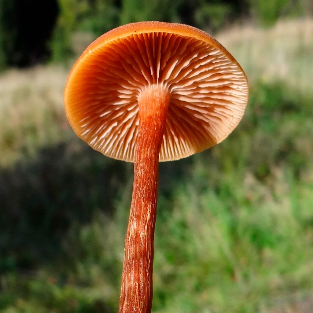 Laccaria Laccata hongos comestibles y venenosos