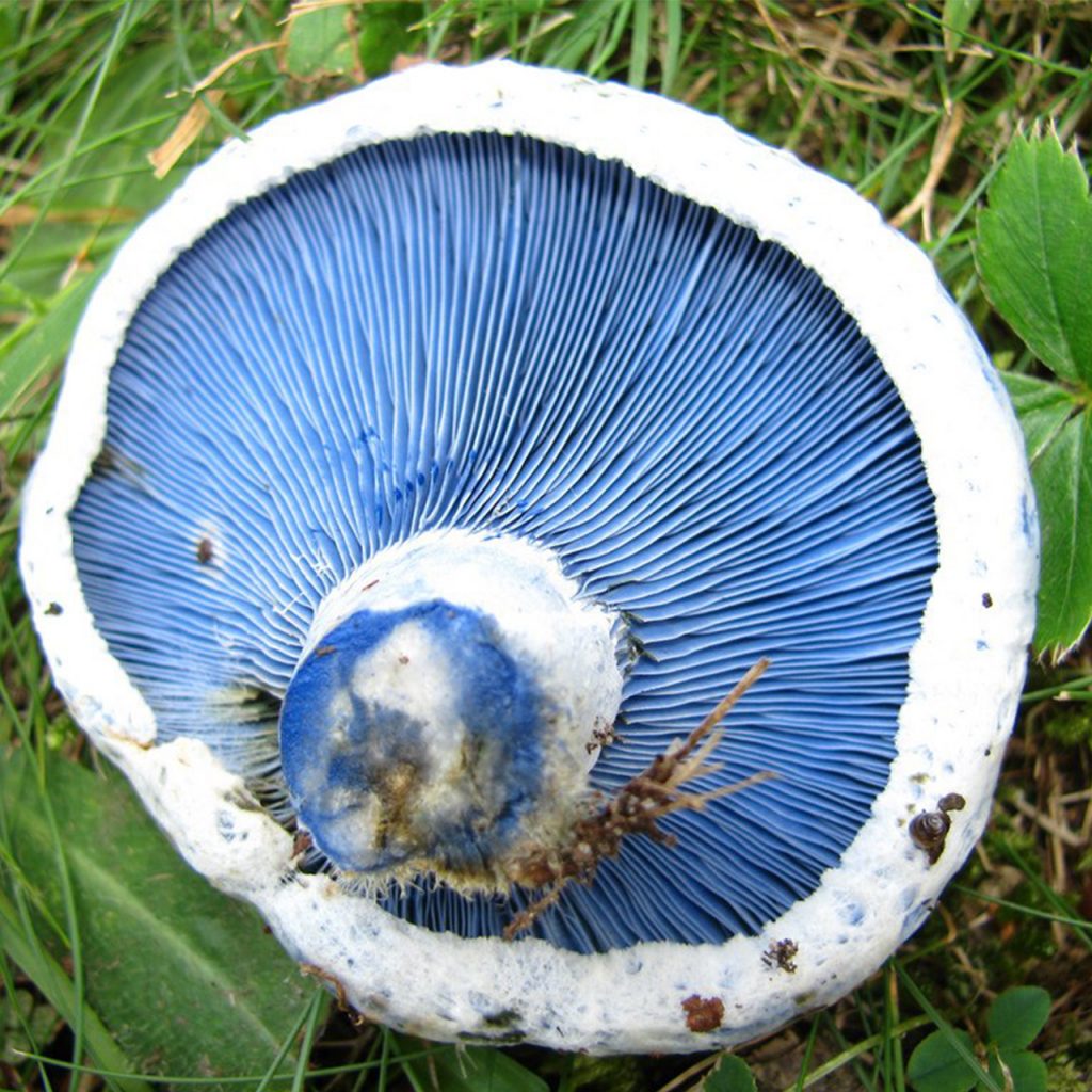 lactarius indigo-hongos mestibles y venenosos