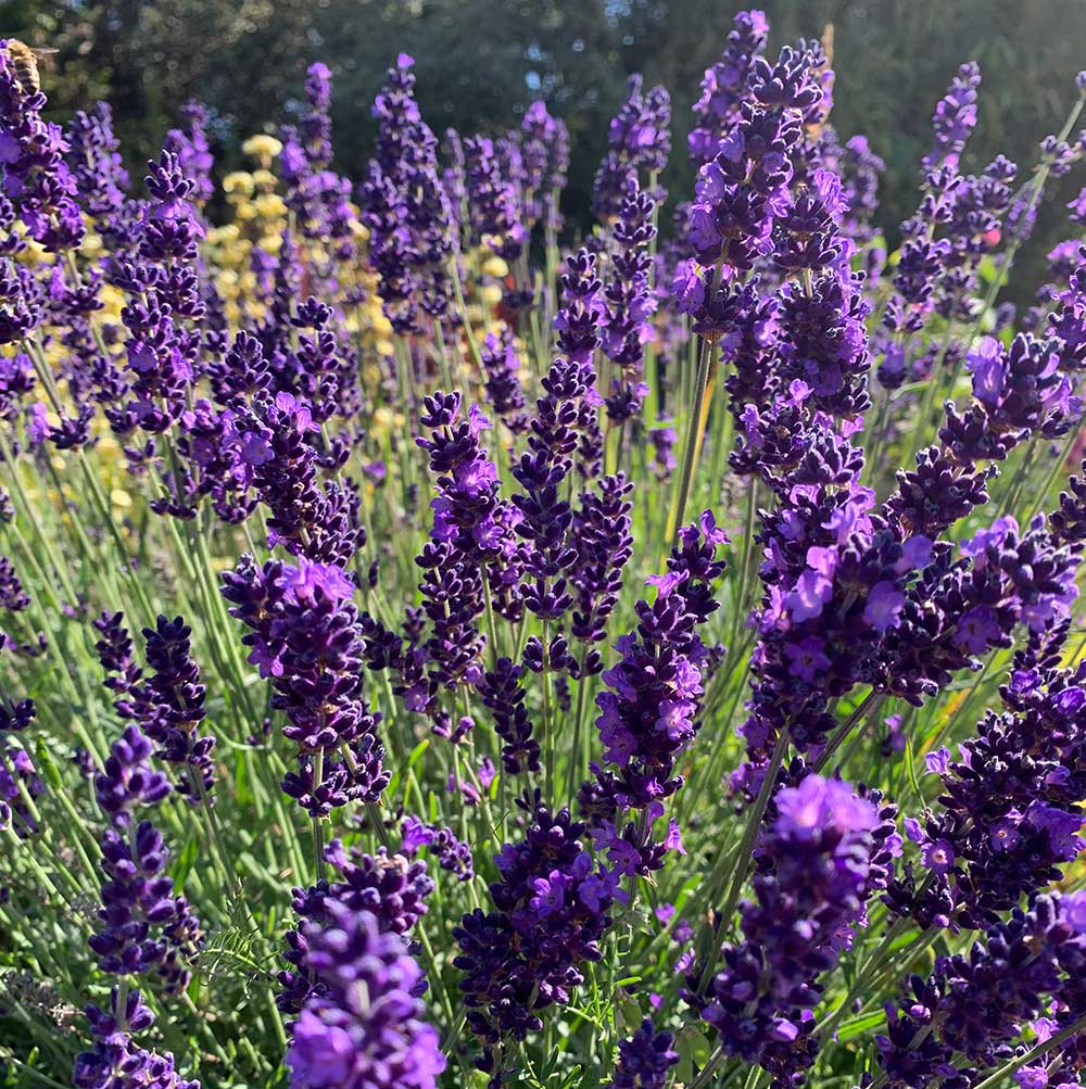 Té de lavanda 
