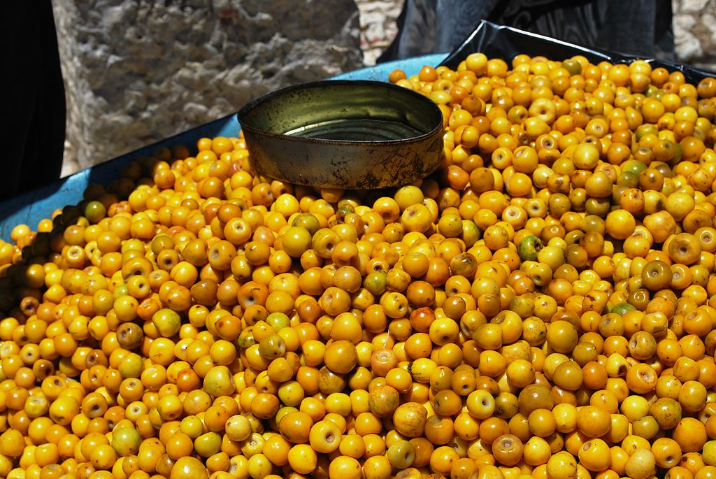 nanche típico de nayarit