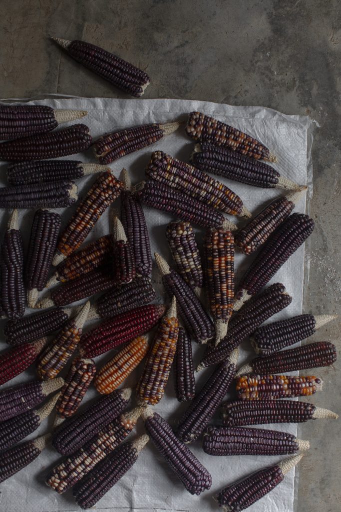 oaxaca-pujol