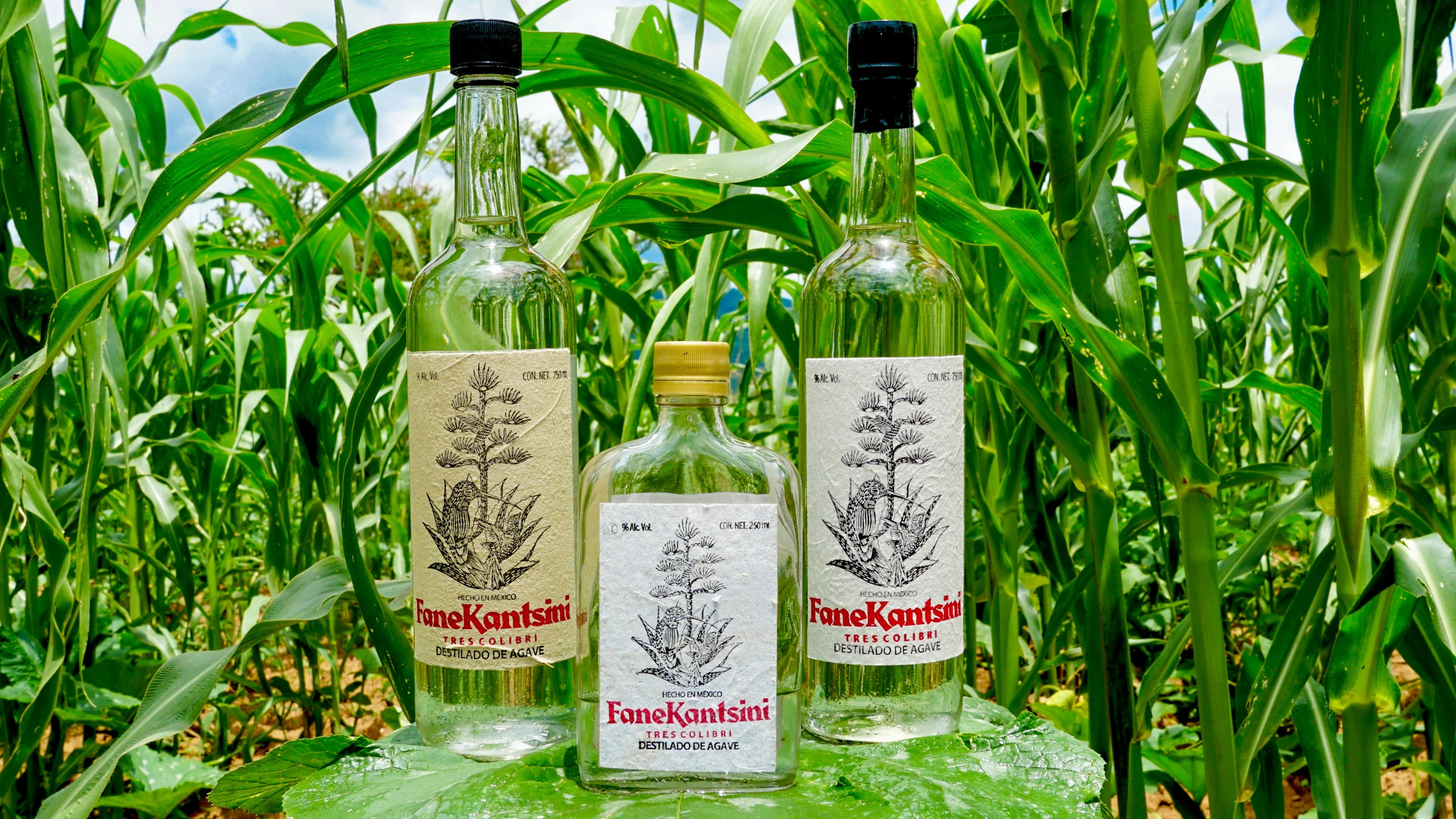 FaneKantsini, un proyecto de mezcal oaxaqueño que impulsa a la comunidad