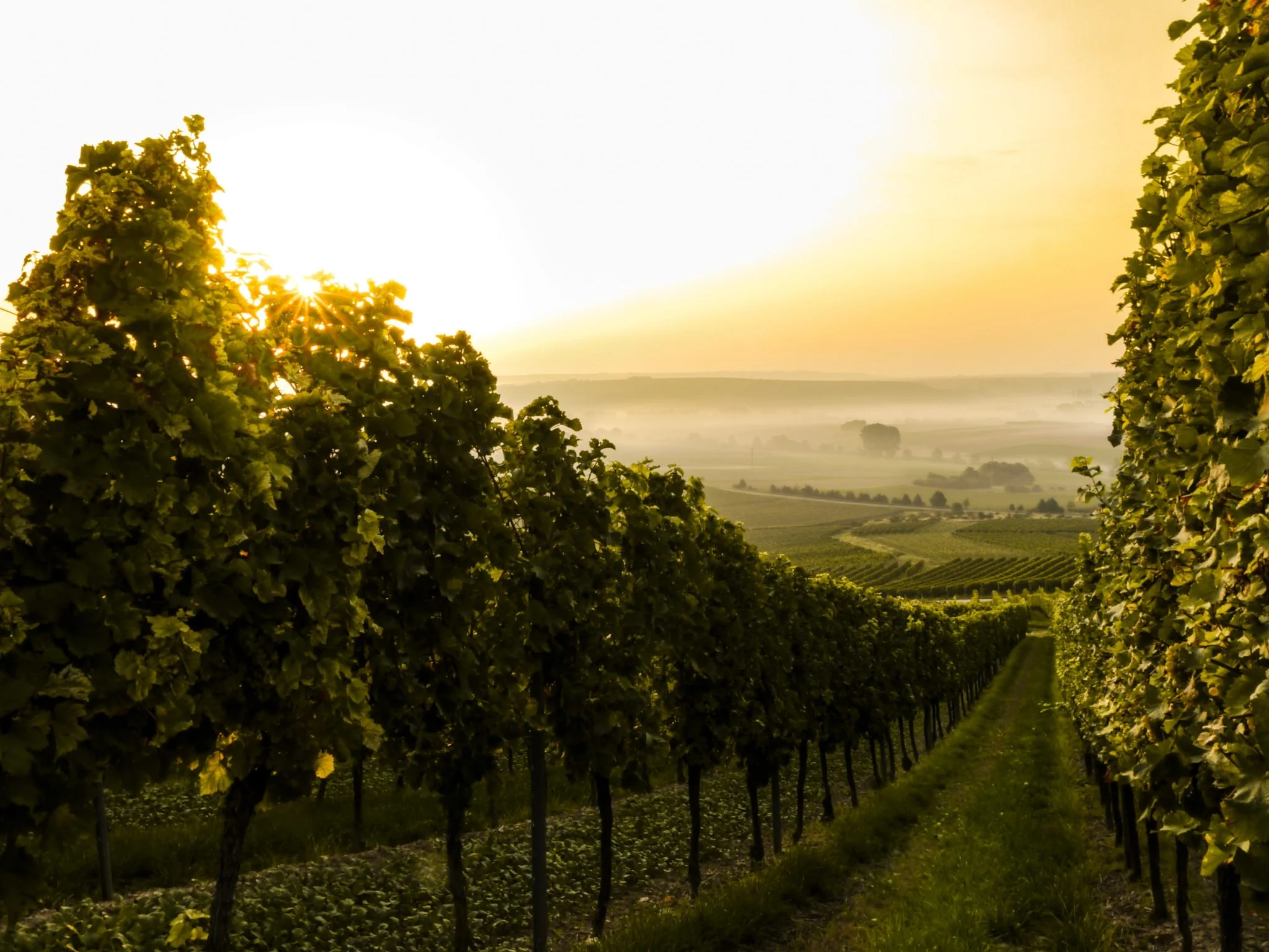 Vinos espumosos que no son champaña y que debes de probar