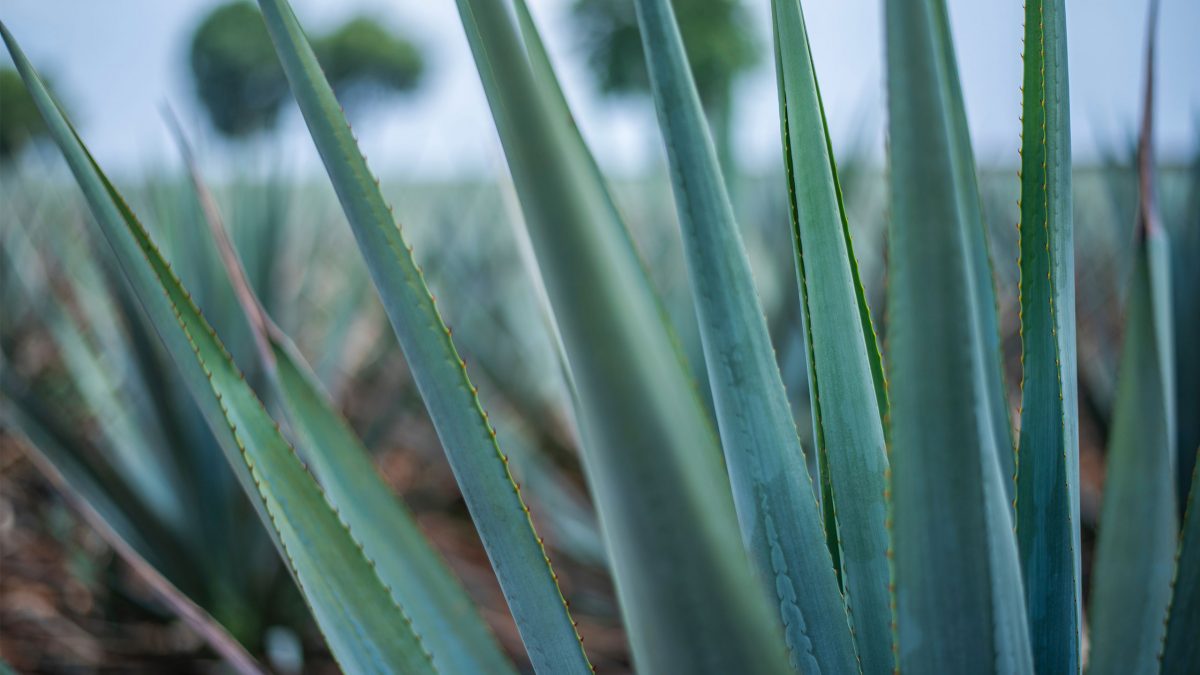 agave-azul