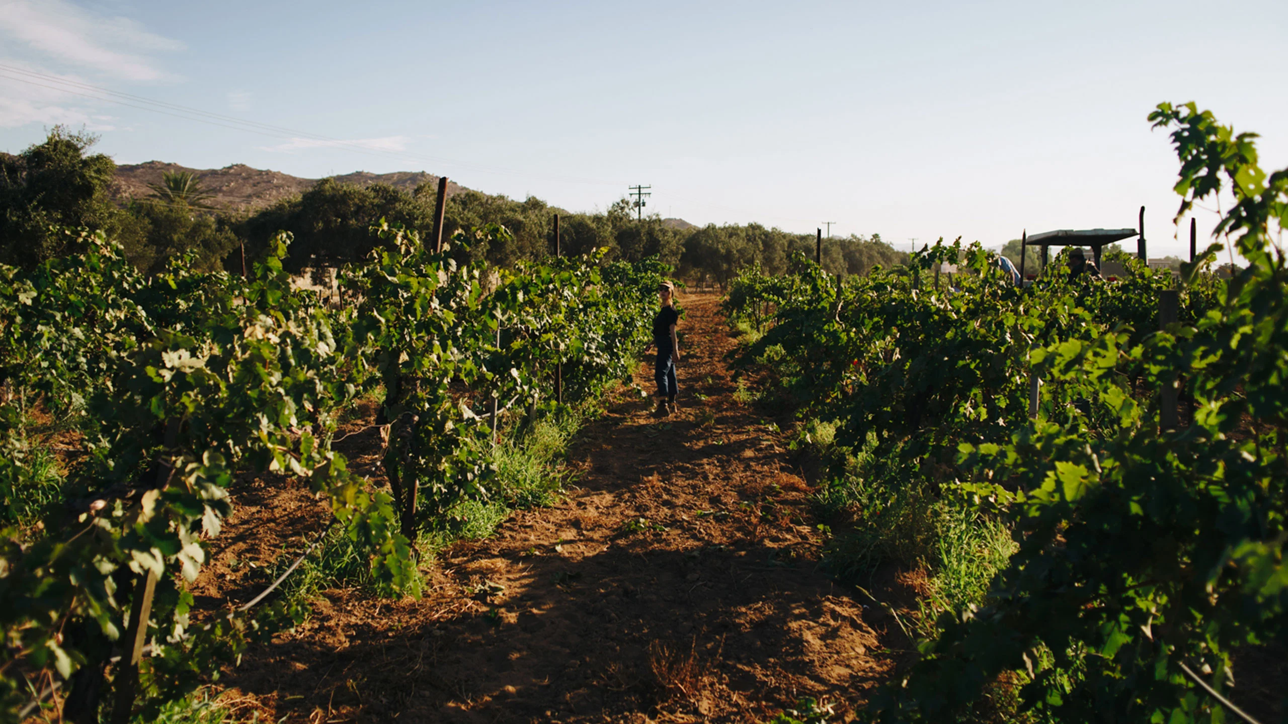 Vinos Pijoan: un proyecto familiar en el Valle de Guadalupe