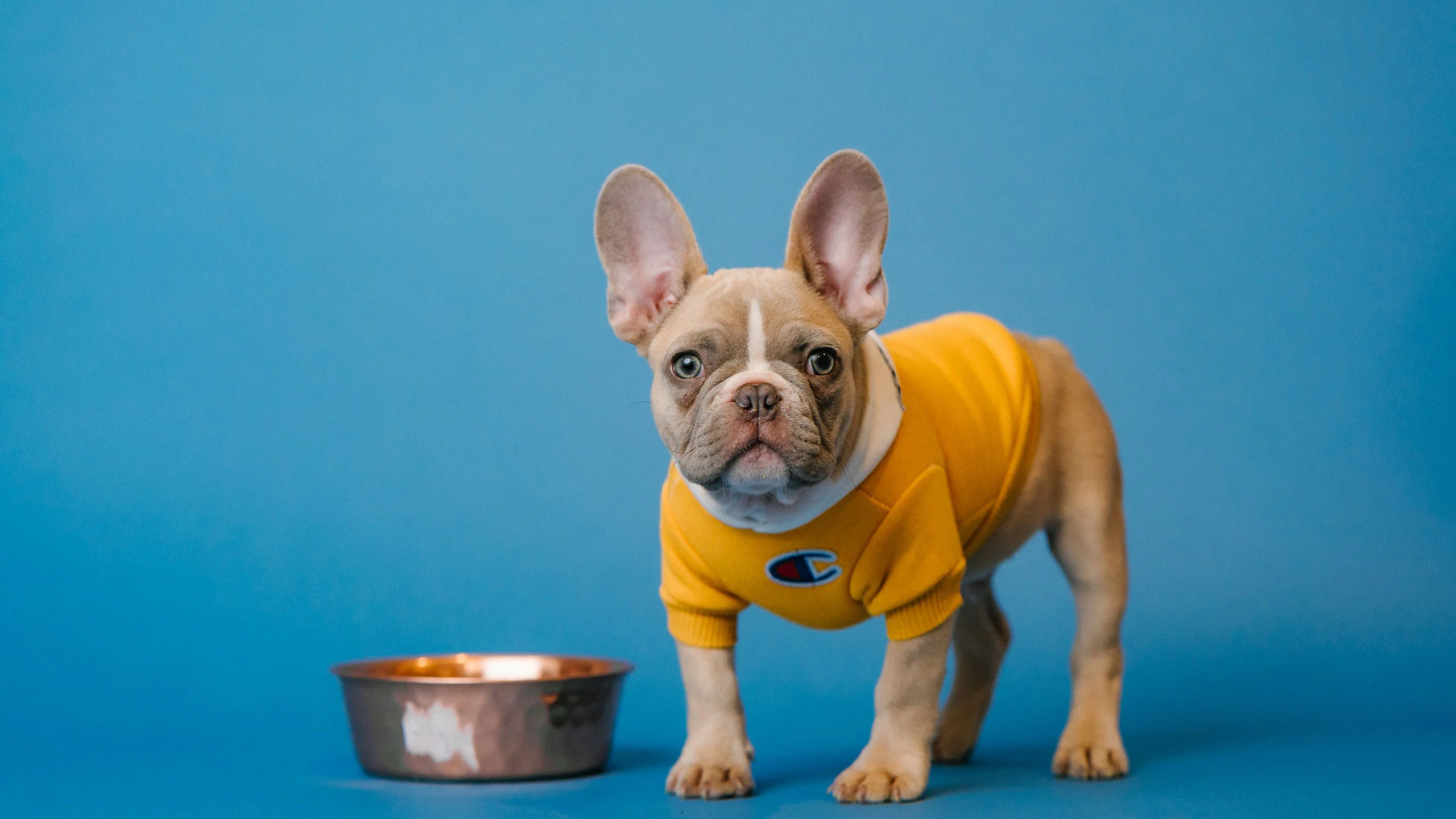 ¿Puedes darle comida casera a tu mascota?