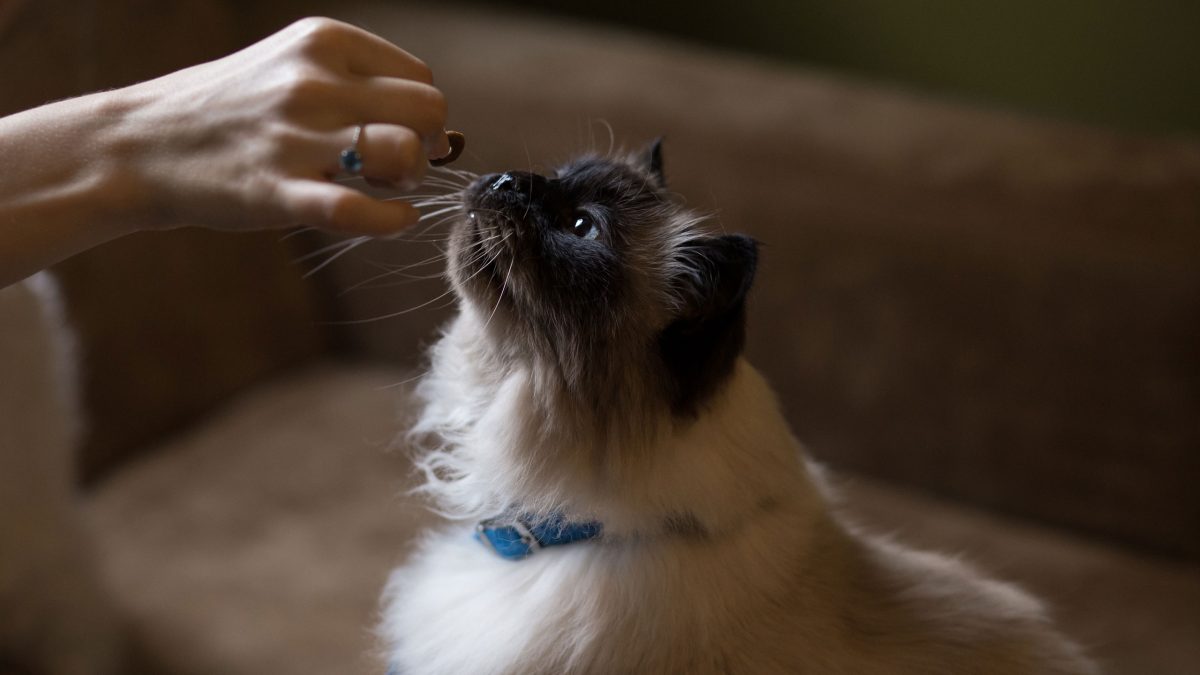 comida-gato