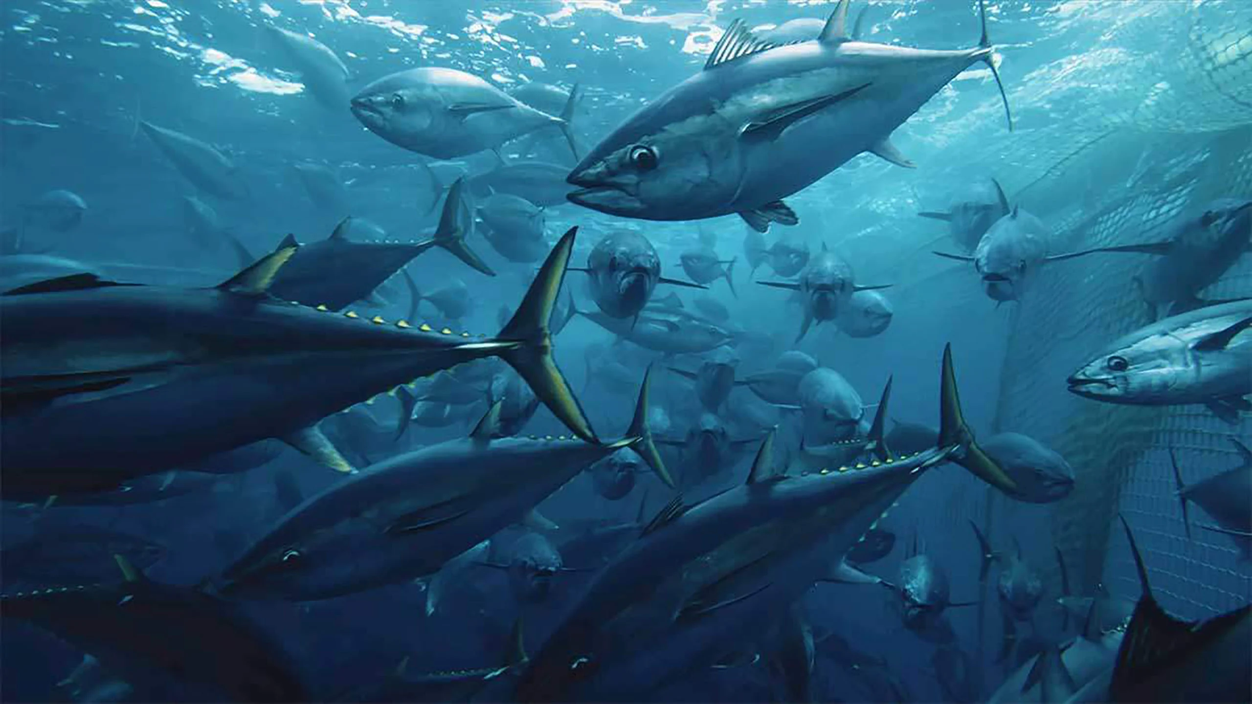 6 datos sumamente alarmantes que expone el documental Seaspiracy 6 datos sumamente alarmantes que expone el documental Seaspiracy