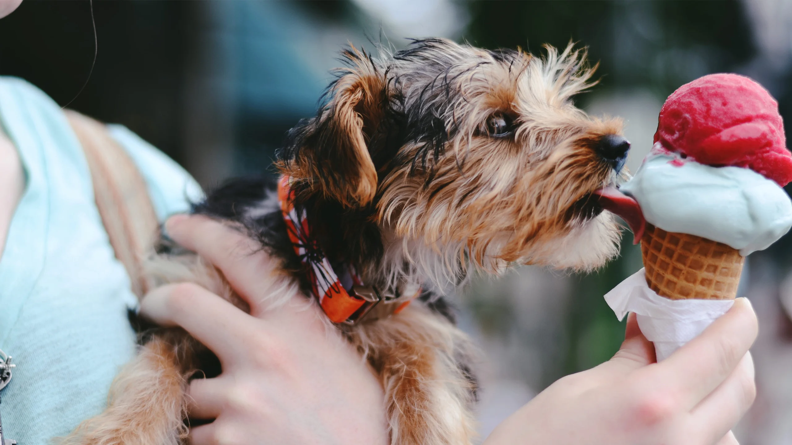¿Dónde comprar helado para perros en la CDMX?