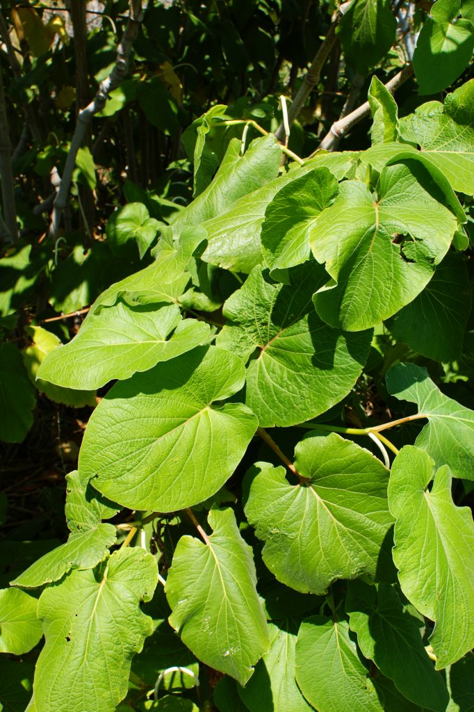 hoja santa