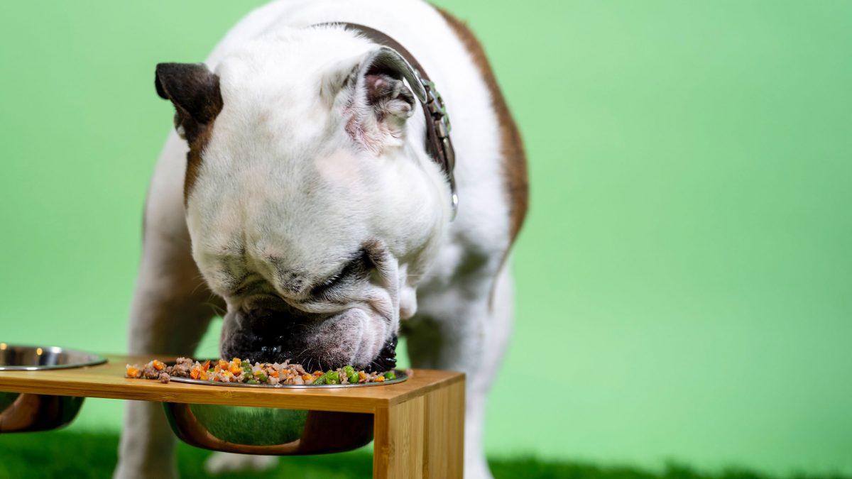 perro-comiendo
