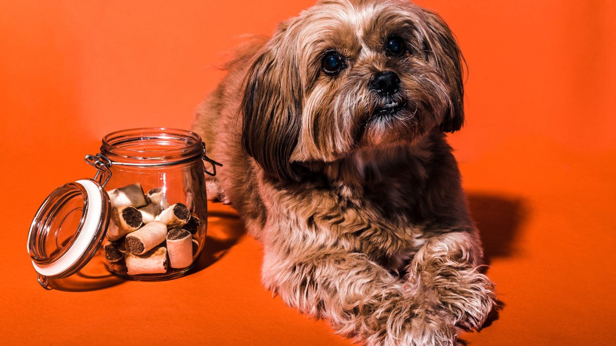 receta-galleta-perros