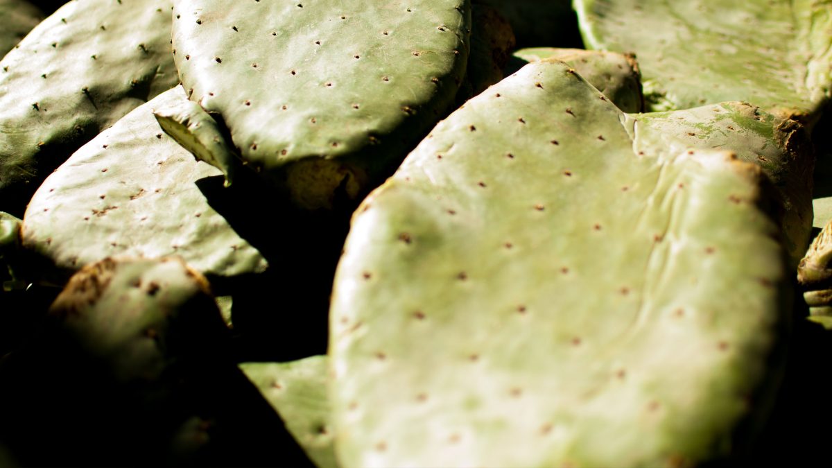 Desserto-producción-biofibras