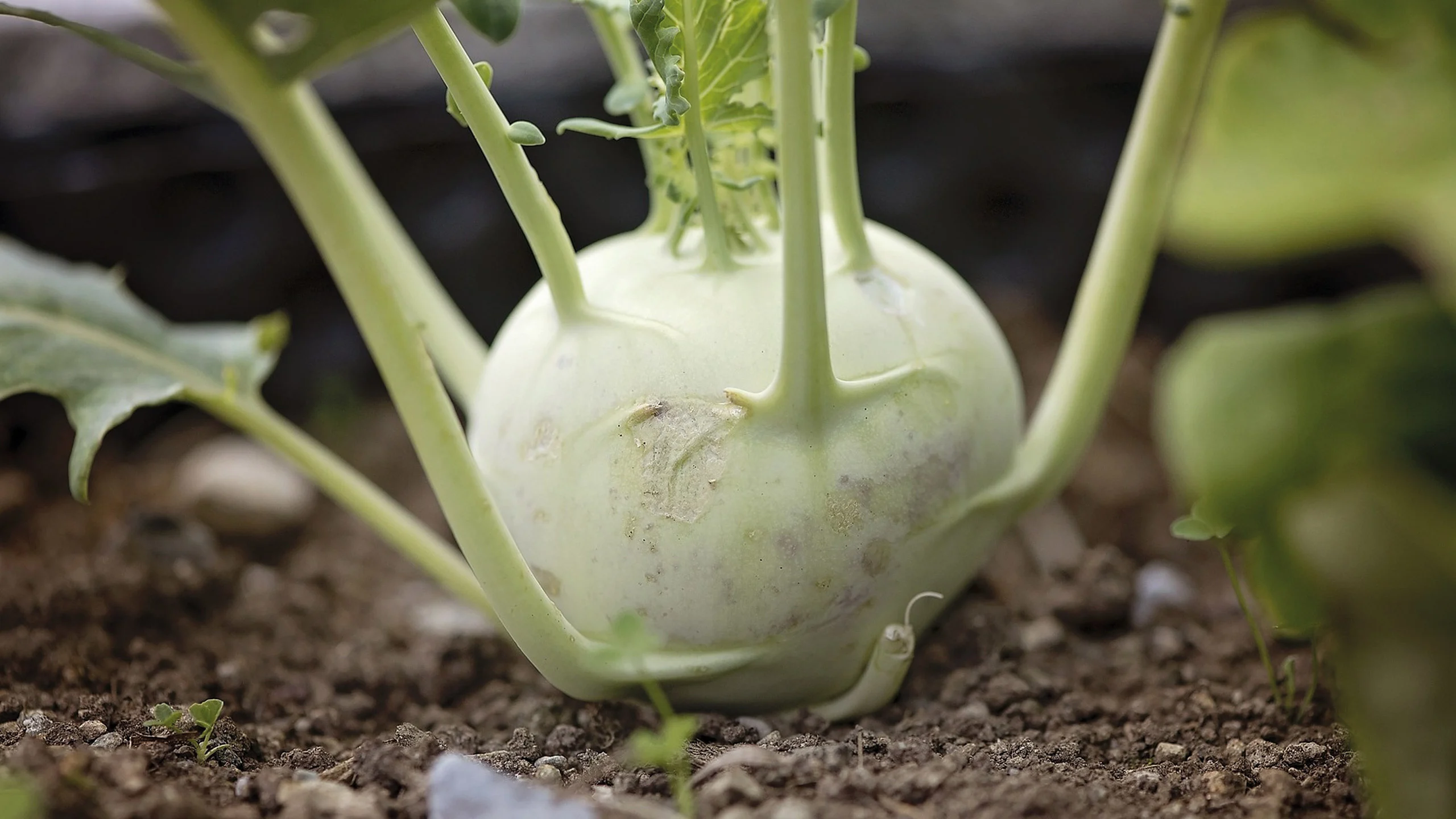 ¿Qué es un colinabo y cómo se come? Food & Wine en Español