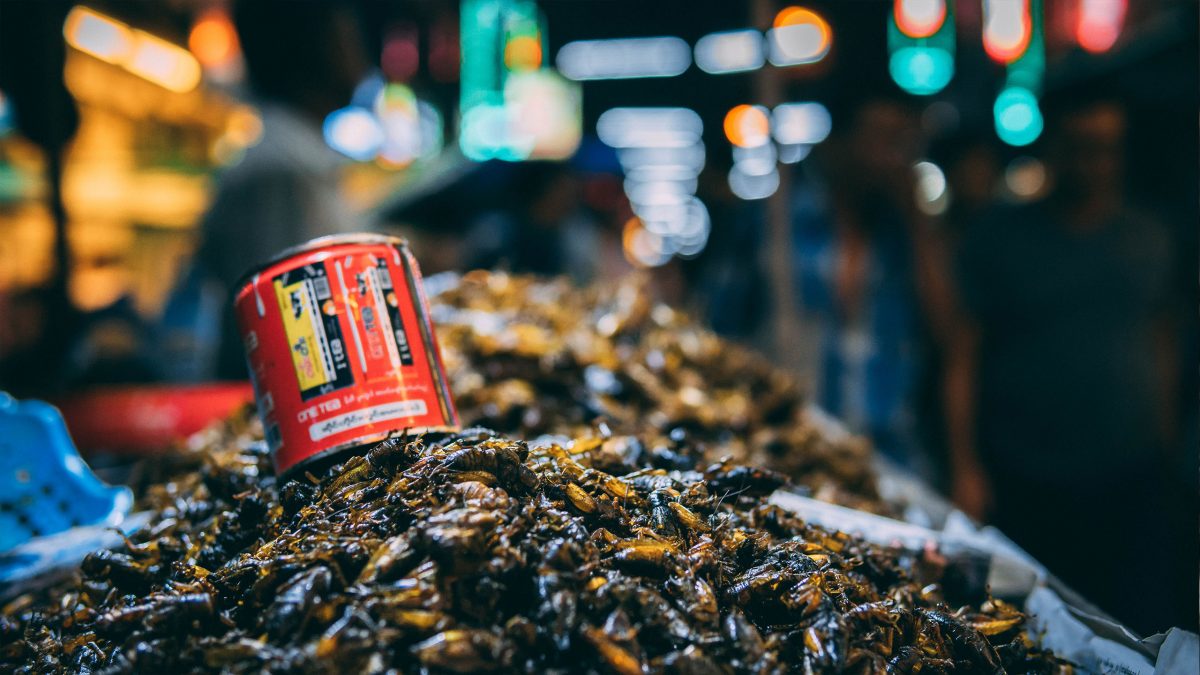 insectos-comestibles