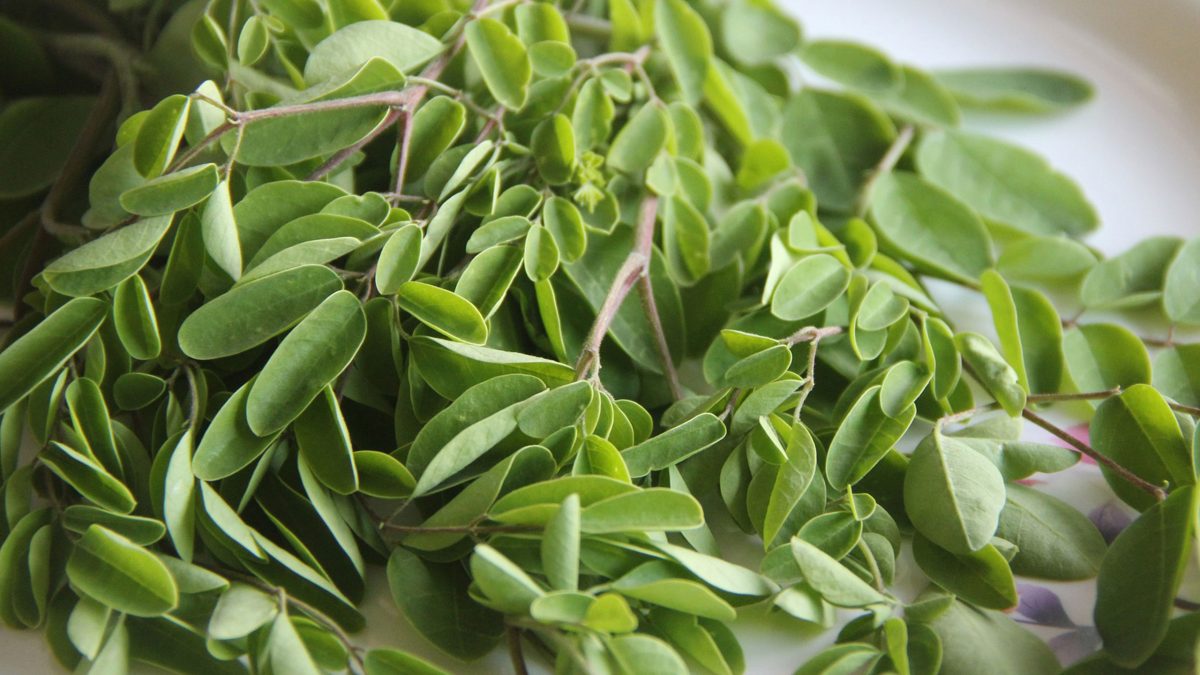 hojas-de-moringa