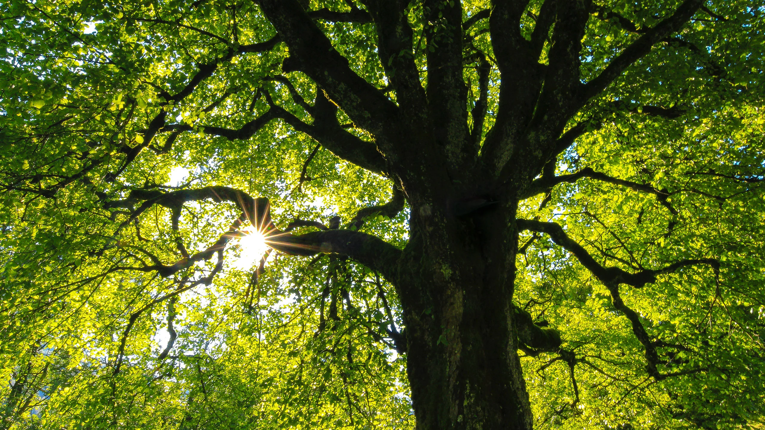 Un árbol mexicano podría solucionar el cambio climático y la hambruna