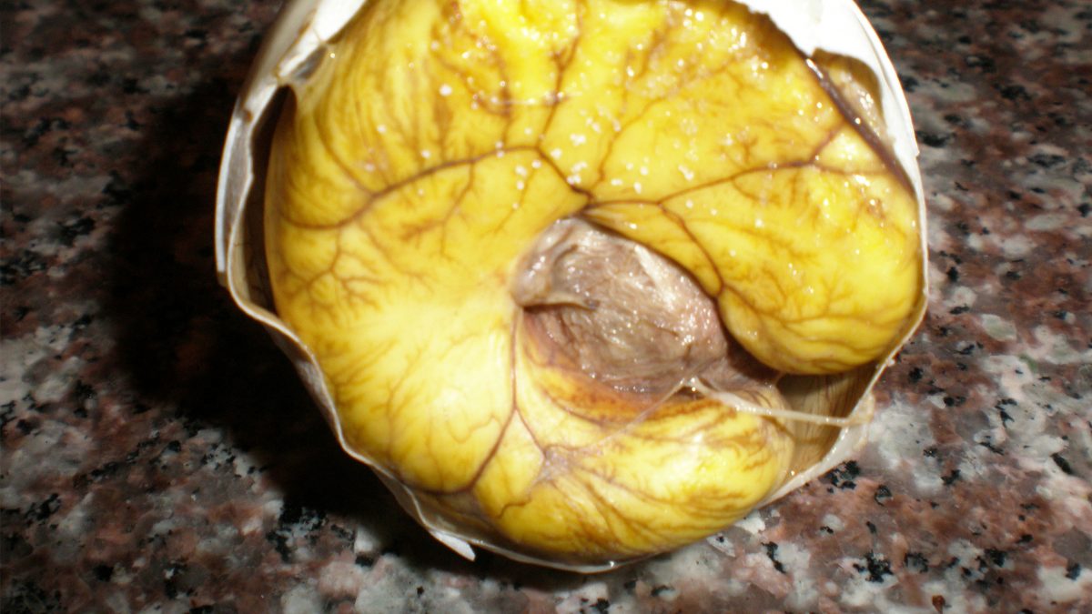 balut-comida-exotica