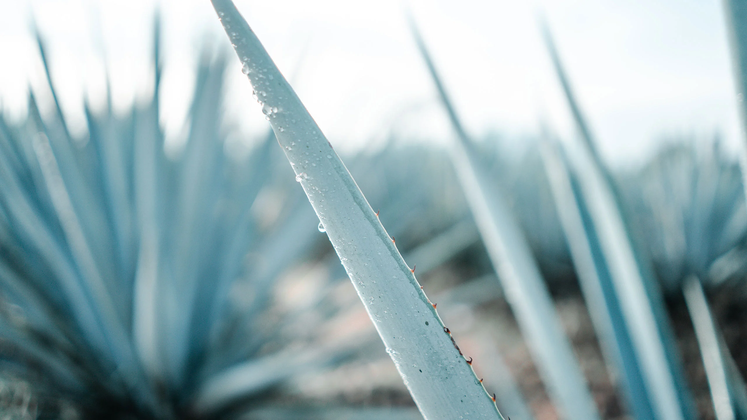 Australia quiere destronar a México con una bebida de agave