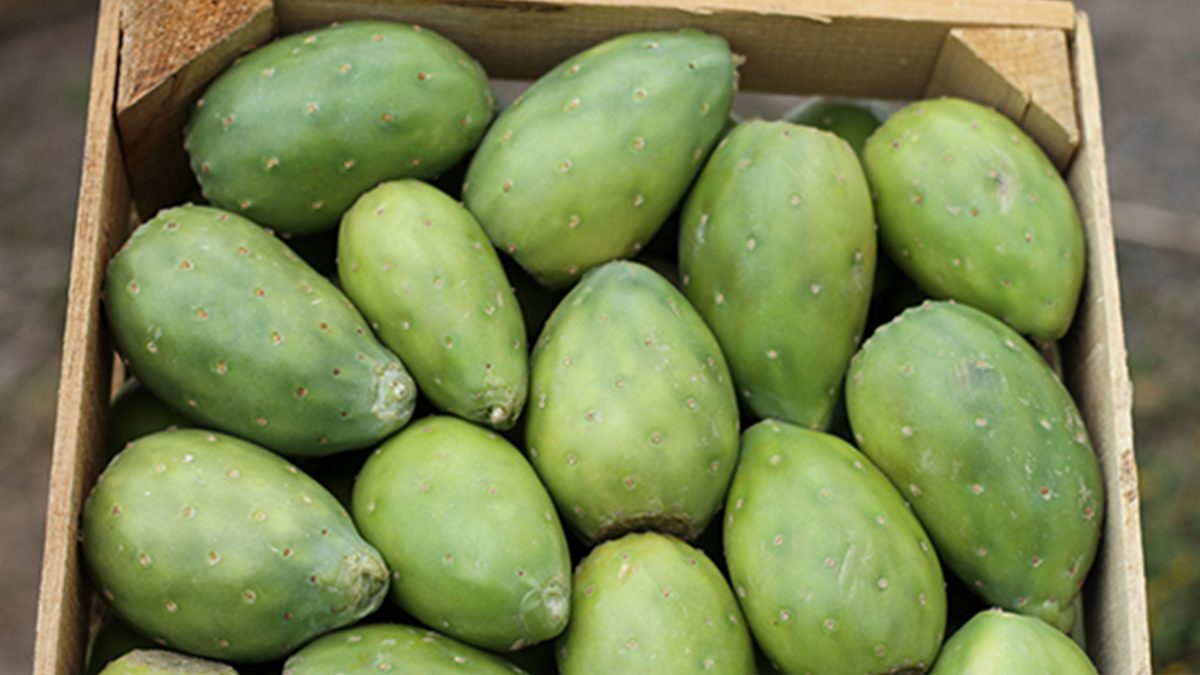 tunas-caja