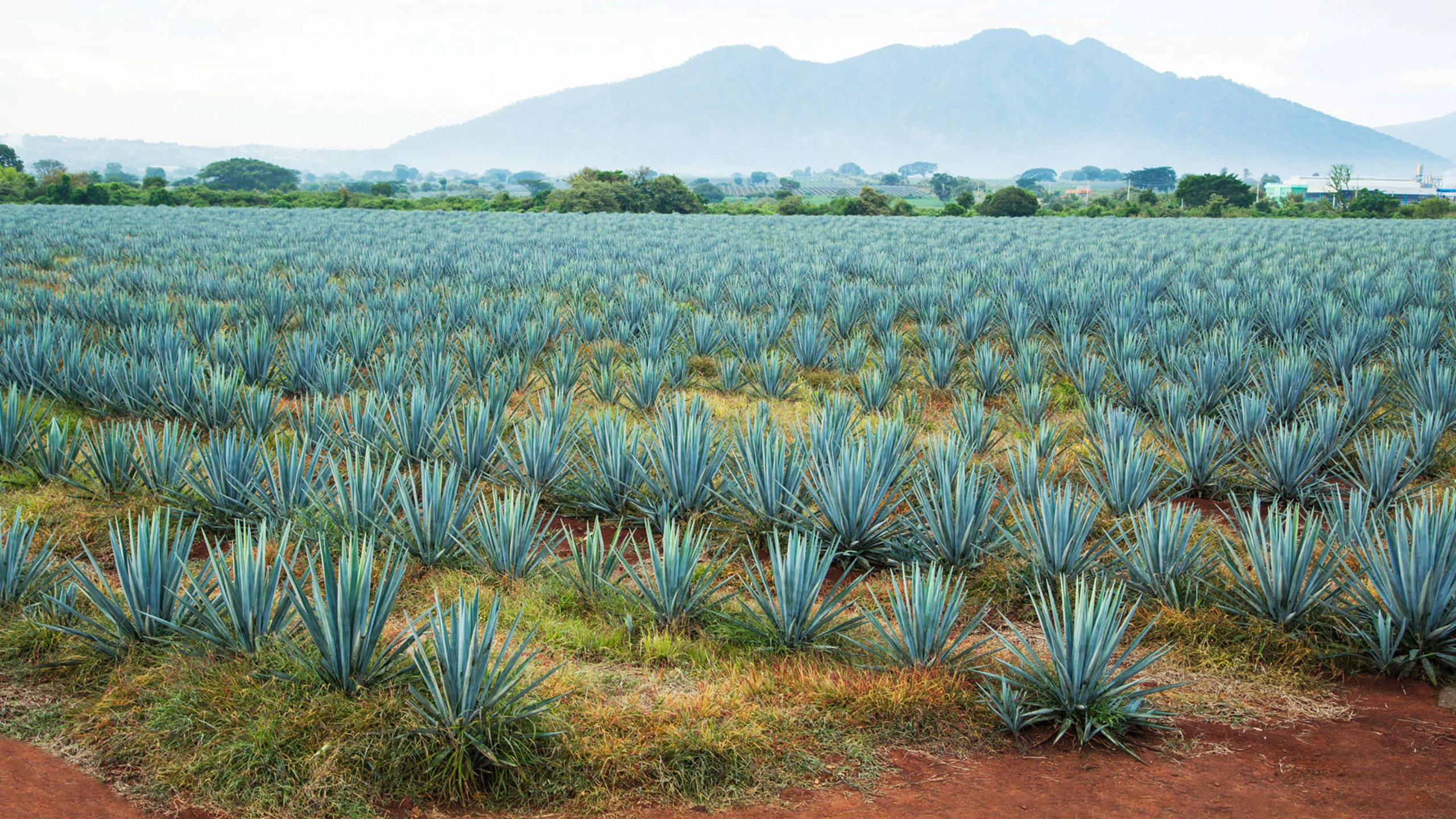 La policía mexicana de Tequila usa drones para combatir el fraude de agave