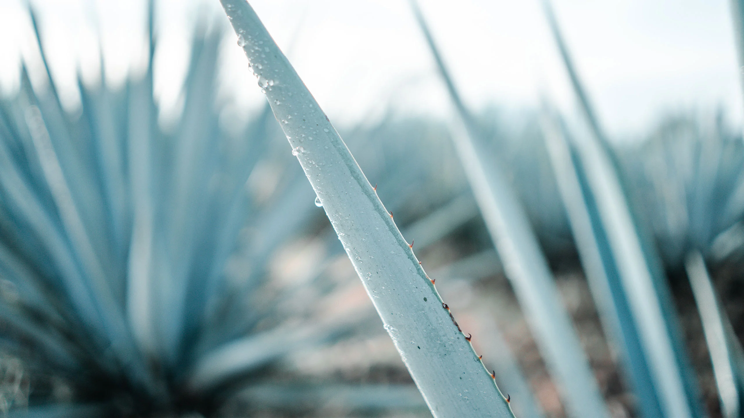 WWF y Mezcal Amarás crean modelos de producción sustentable para Oaxaca