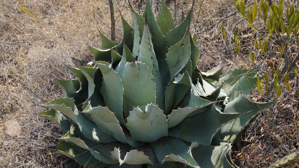 agave-chino-michoacan