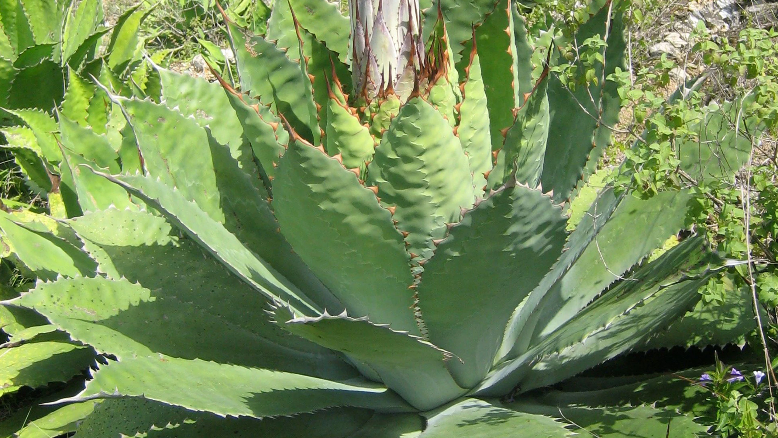 ¿De dónde viene el agave chino y por qué está en peligro?