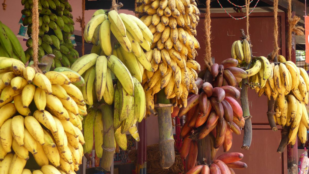 platano-fruta-tropical-mas-consumida