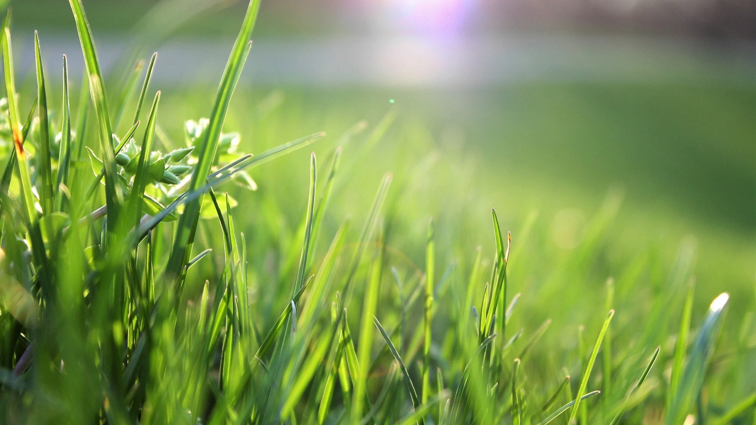 Este proyecto quiere sustituir envases de plástico por unos hechos de hierba