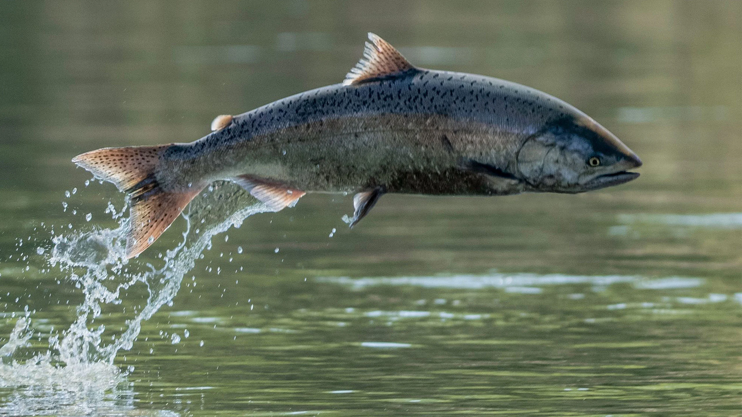 Los salmones jóvenes están viajando en camión en lugar de nadar, debido a las temperaturas mortales del agua
