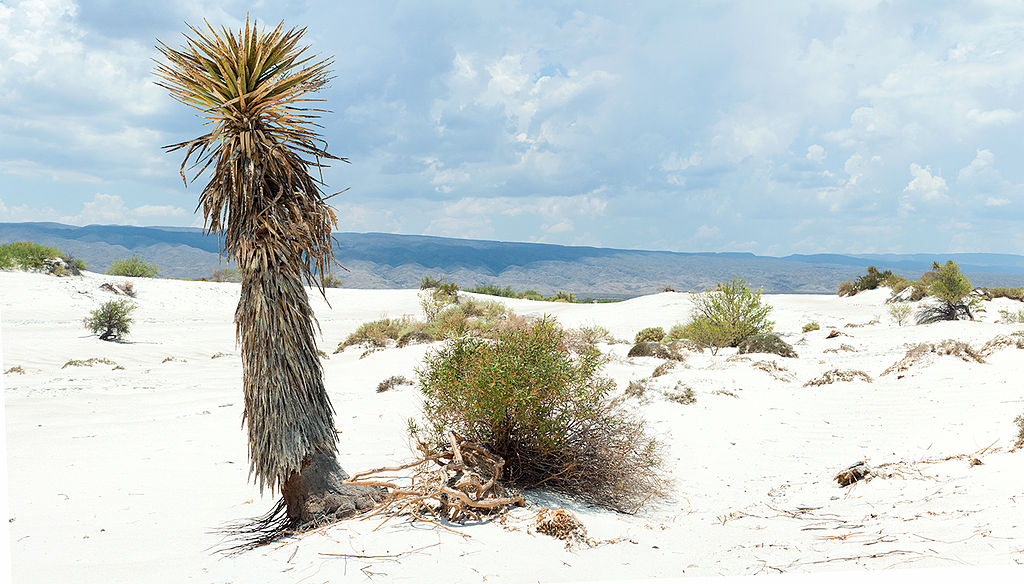 dunas del yeso-cuatro cienegas