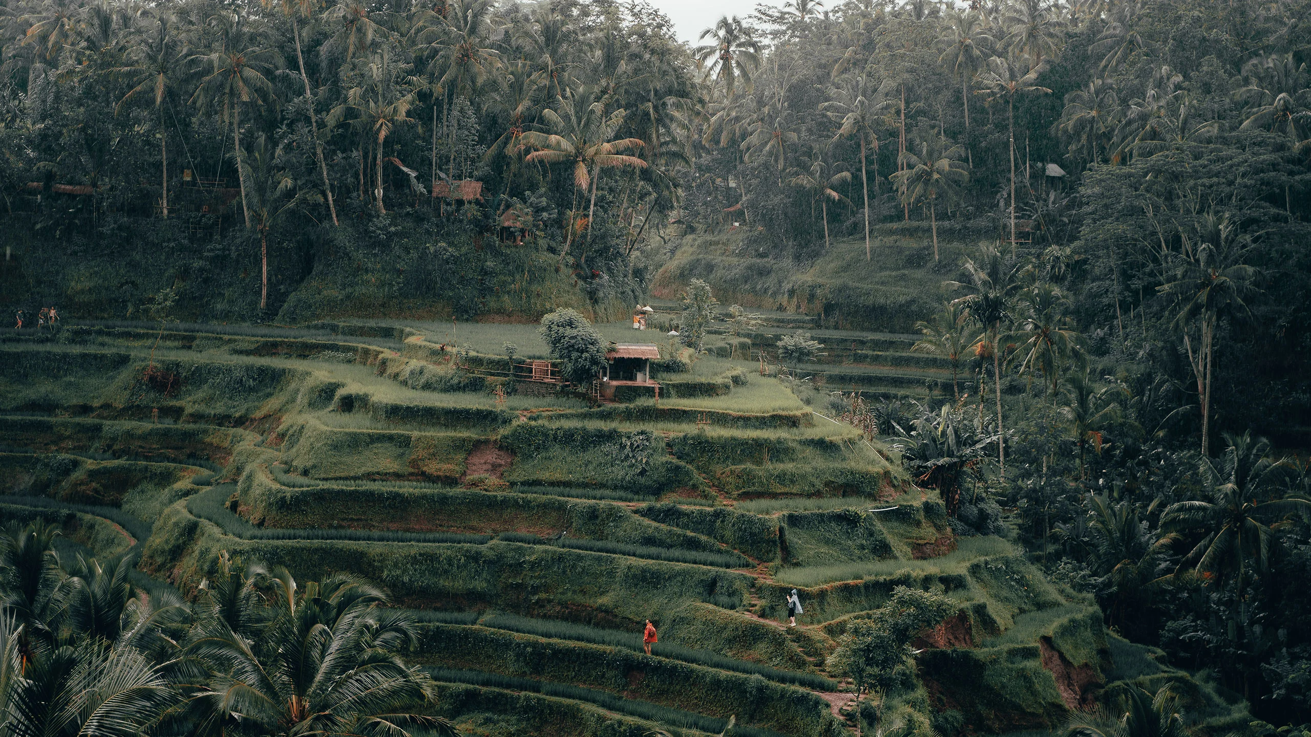 Sin muros ni puertas, Banyan Tree Escape te conecta con la naturaleza de Bali
