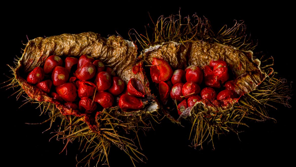 achiote-semilla